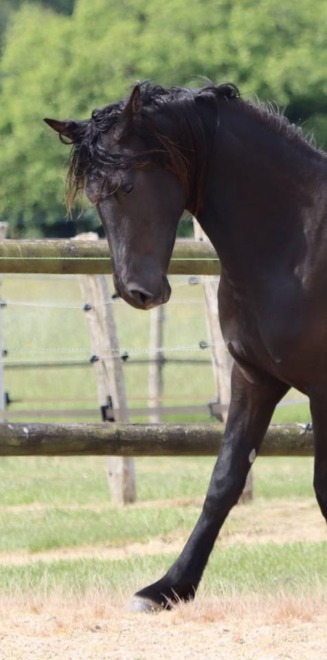 Mare Friesian Arabian For sale 2024 Black