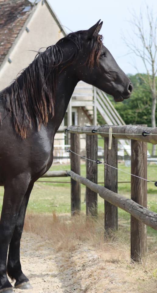 Mare Friesian Arabian For sale 2024 Black