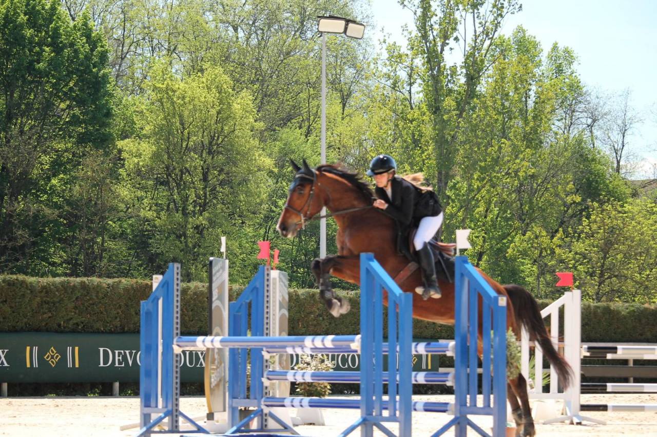 Gelding Selle Fran&ccedil;ais For sale 2021 Bay