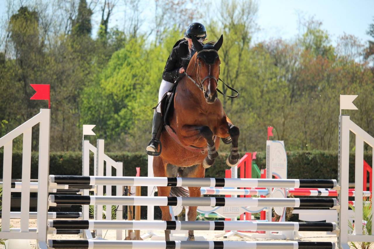 Gelding Selle Fran&ccedil;ais For sale 2021 Bay