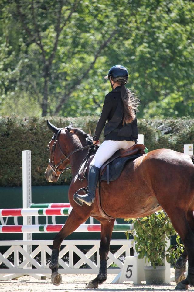 Gelding Selle Fran&ccedil;ais For sale 2021 Bay