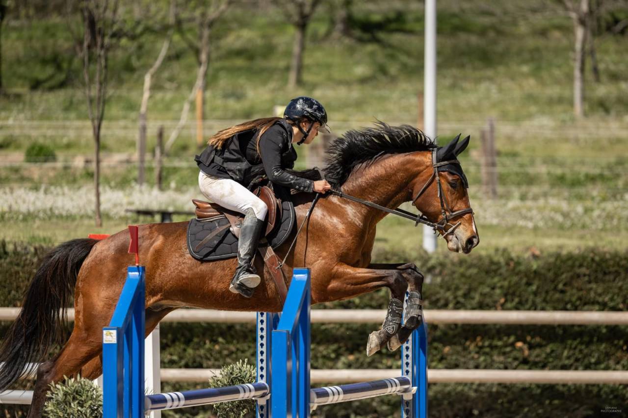Gelding Selle Fran&ccedil;ais For sale 2021 Bay