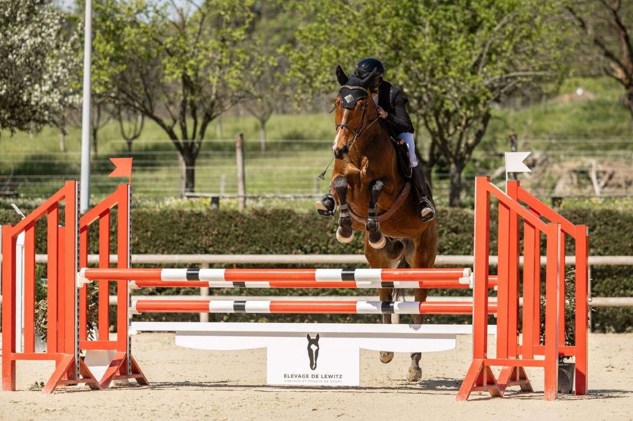Gelding Selle Fran&ccedil;ais For sale 2021 Bay
