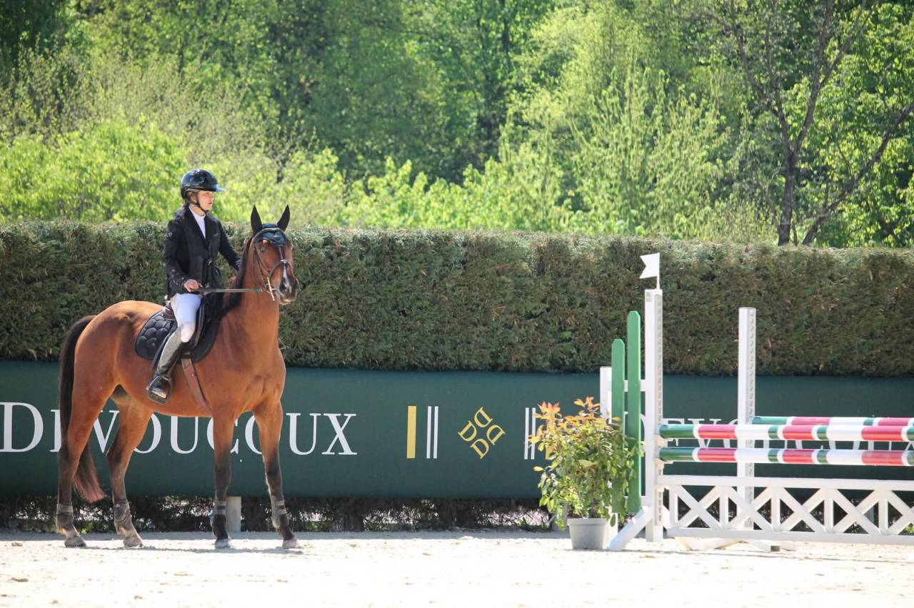 Gelding Selle Fran&ccedil;ais For sale 2021 Bay