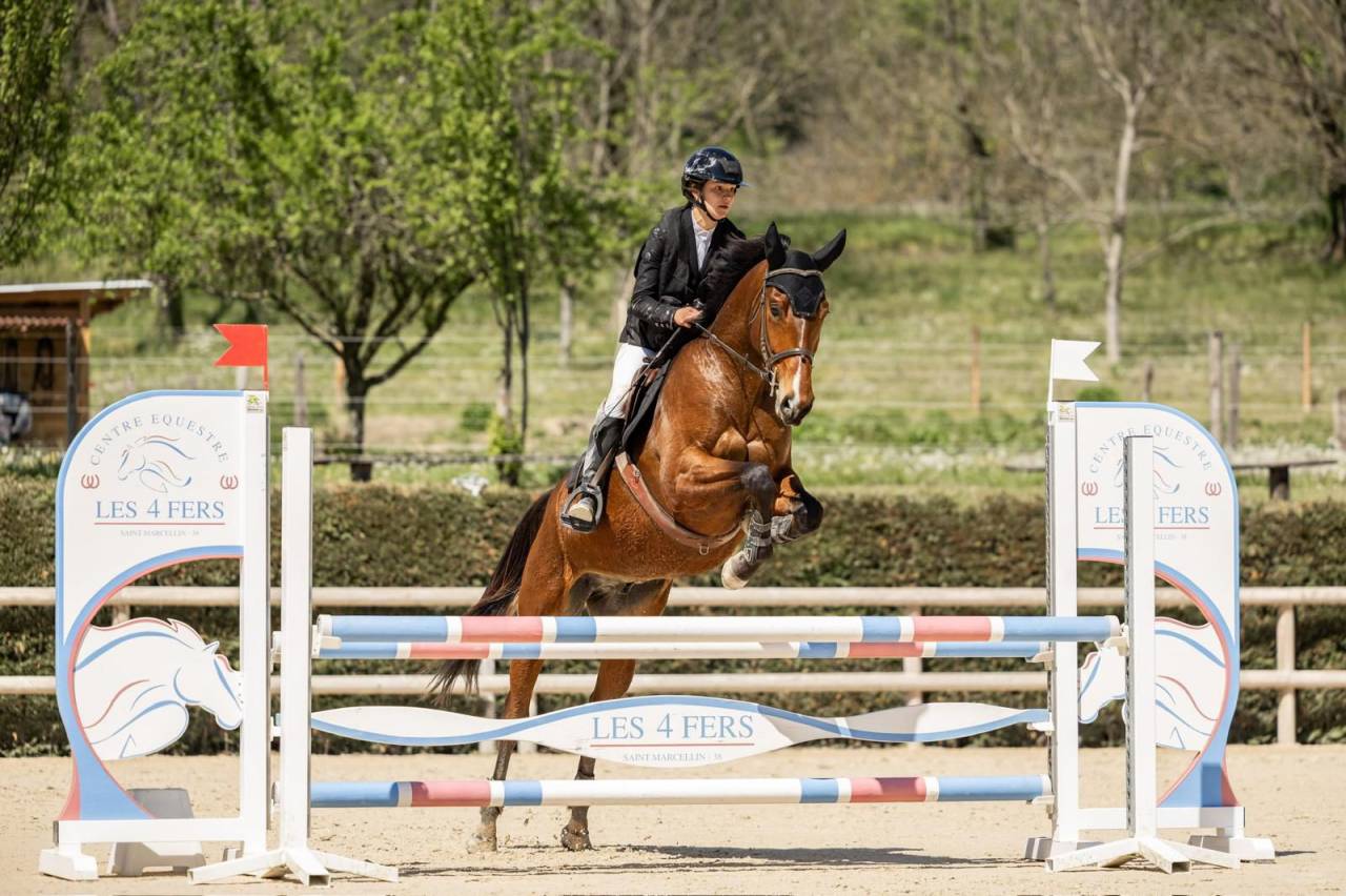 Gelding Selle Fran&ccedil;ais For sale 2021 Bay