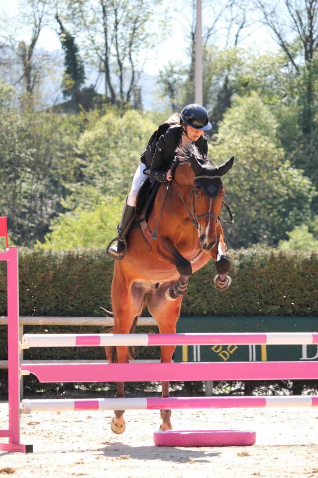Gelding Selle Fran&ccedil;ais For sale 2021 Bay
