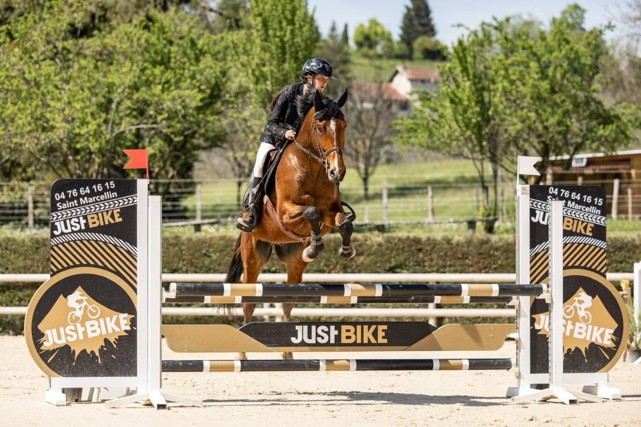 Gelding Selle Fran&ccedil;ais For sale 2021 Bay