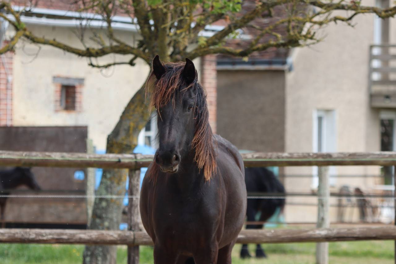 Mare Friesian For sale 2024 Black