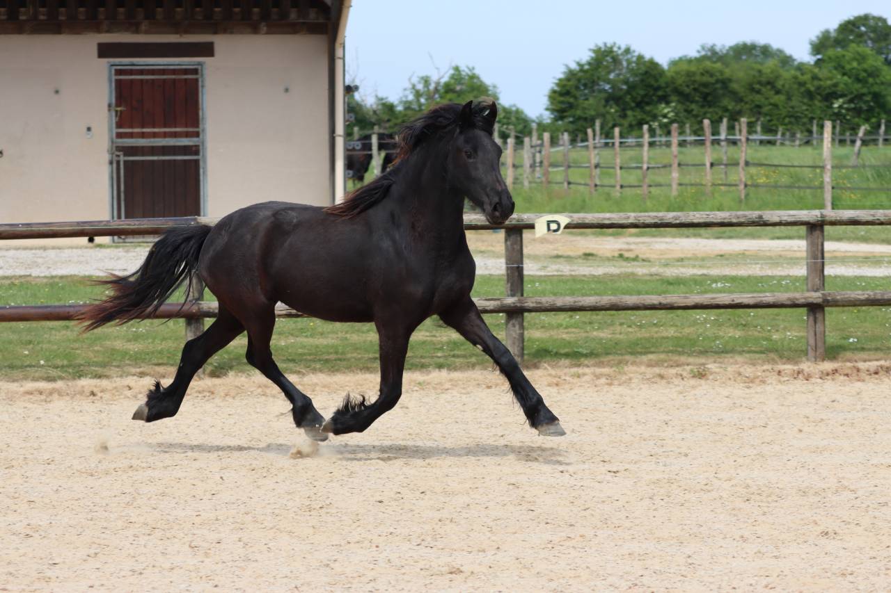 Mare Friesian For sale 2024 Black