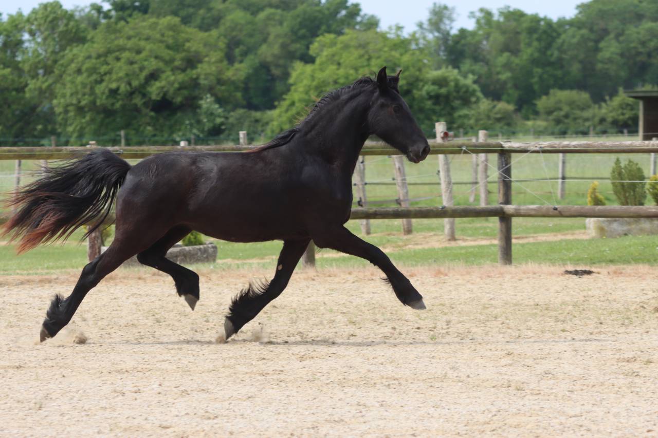 Mare Friesian For sale 2024 Black