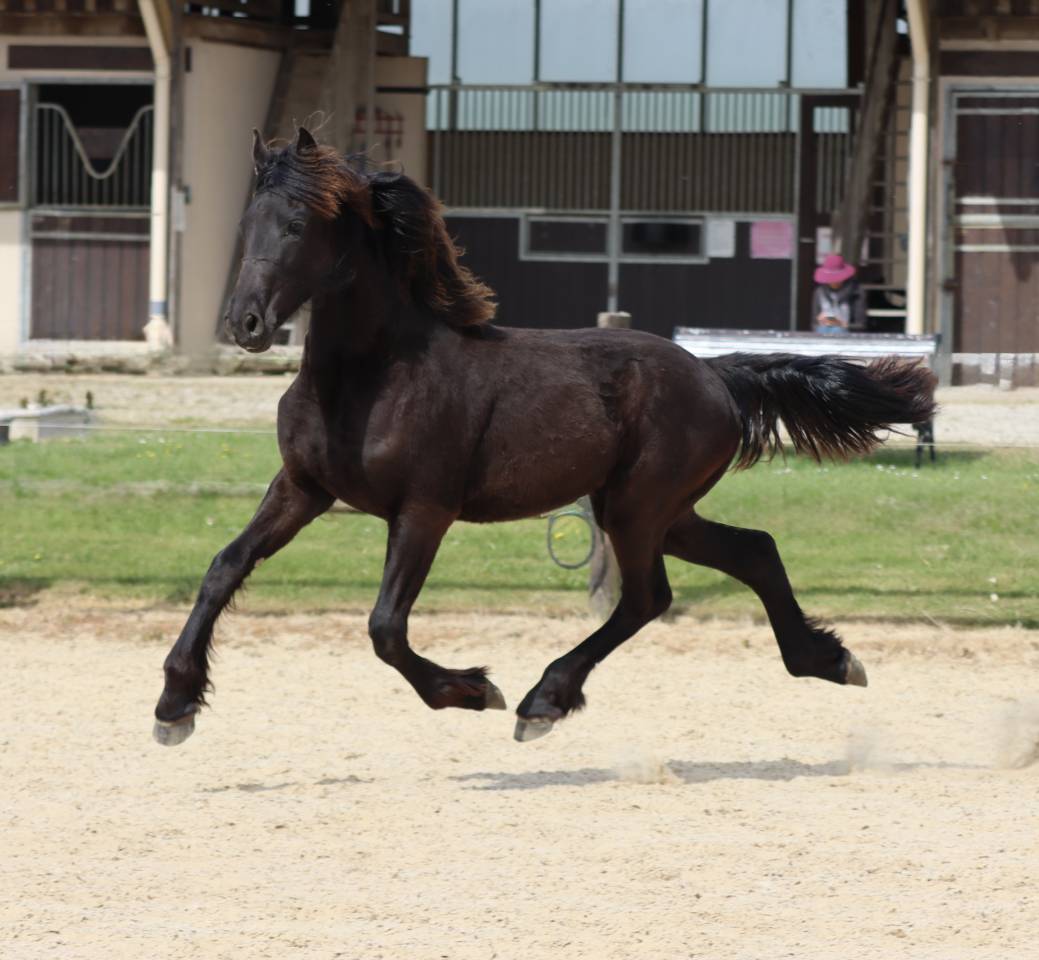 Filly Friesian For sale 2025 Black