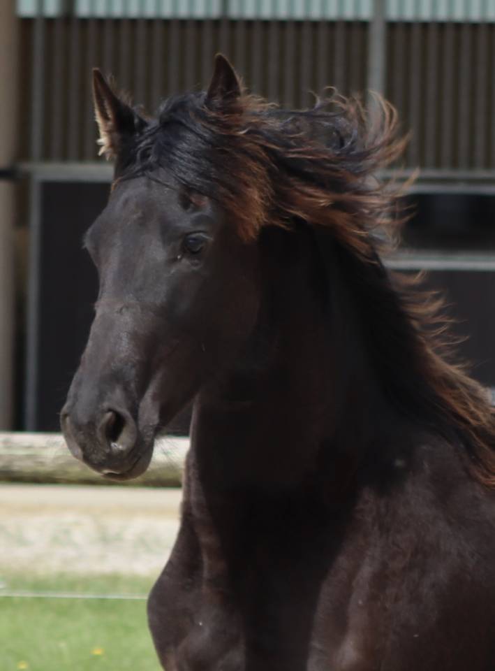 Filly Friesian For sale 2025 Black