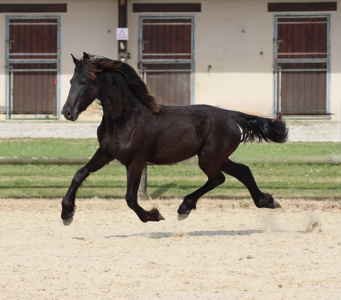 Filly Friesian For sale 2025 Black