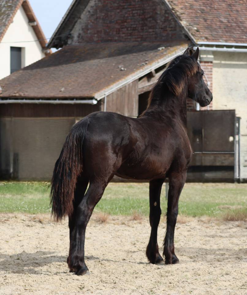 Filly Friesian For sale 2025 Black