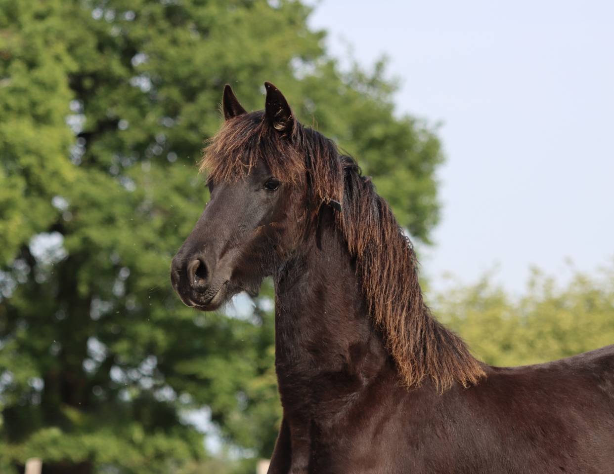 Filly Friesian For sale 2025 Black