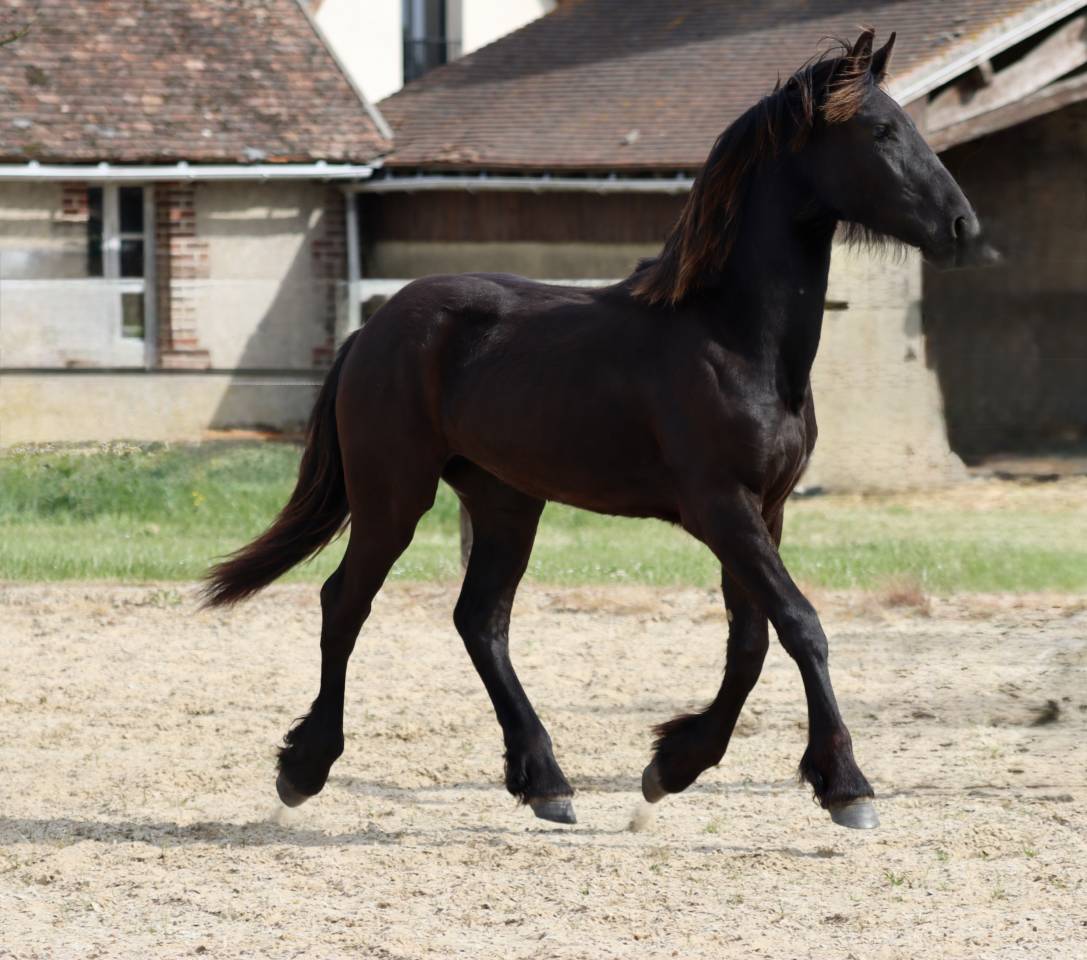 Filly Friesian For sale 2025 Black