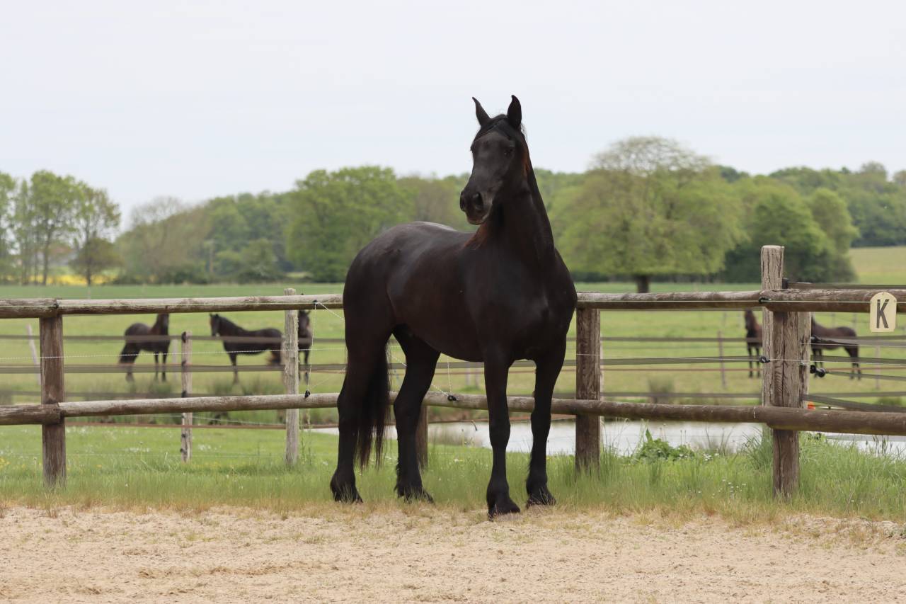 Mare Friesian Arabian For sale 2012 Black