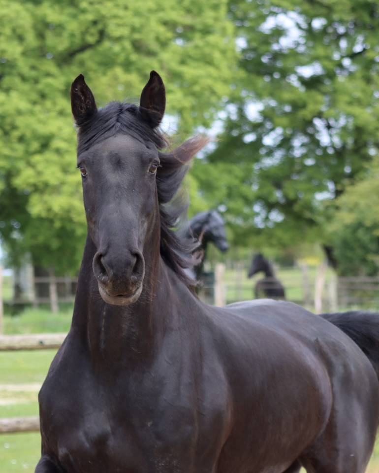Mare Friesian Arabian For sale 2012 Black