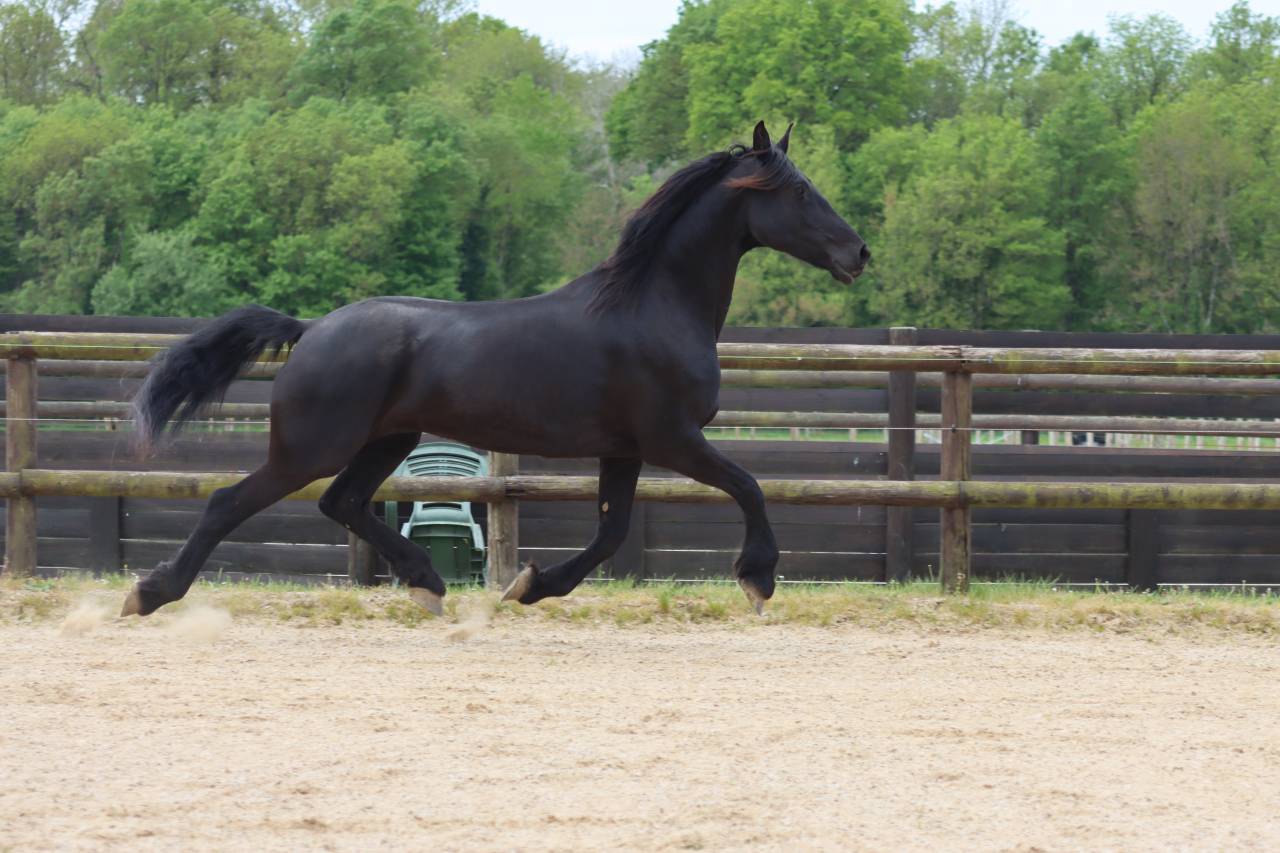 Mare Friesian Arabian For sale 2012 Black