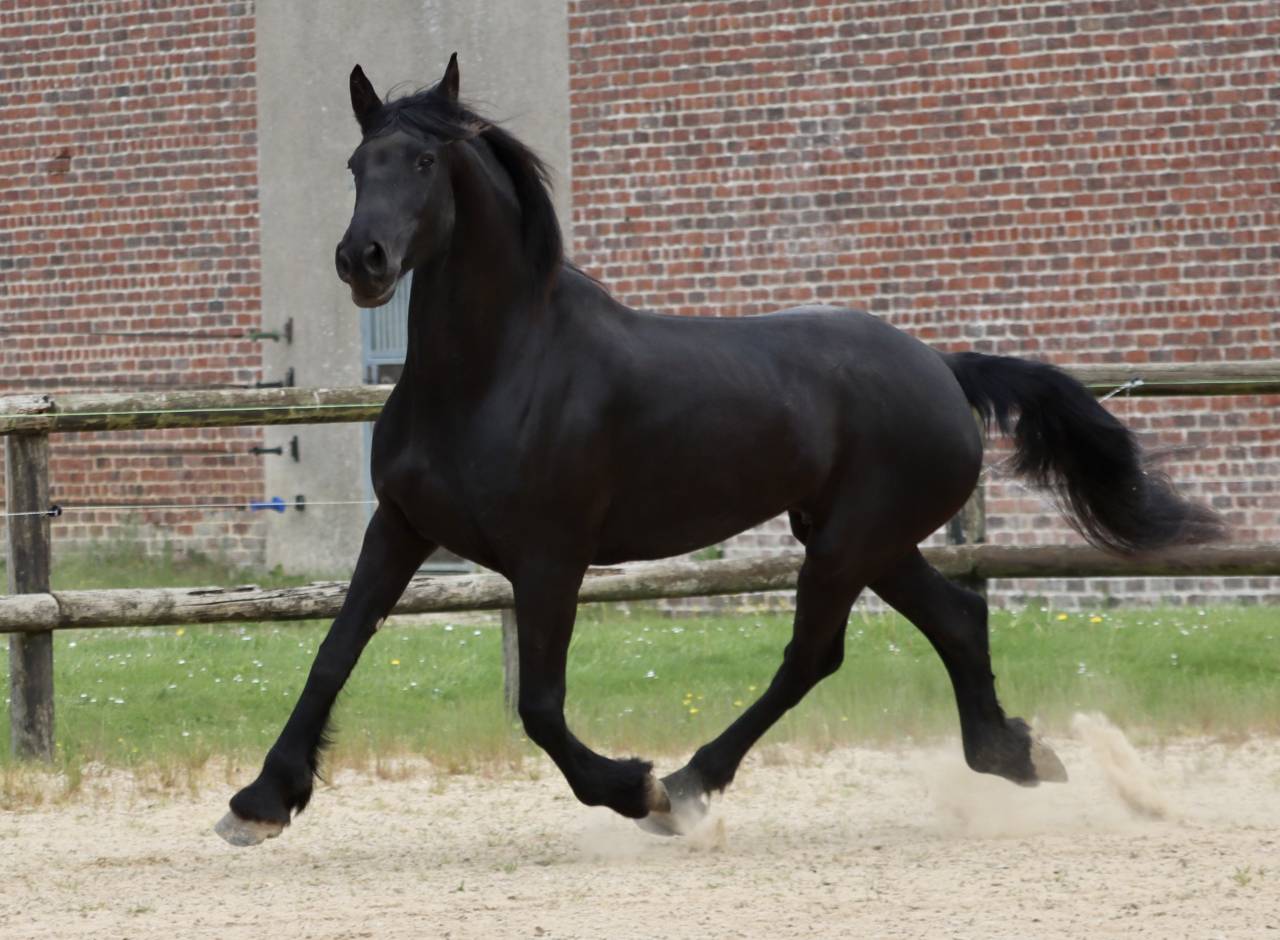 Mare Friesian Arabian For sale 2012 Black