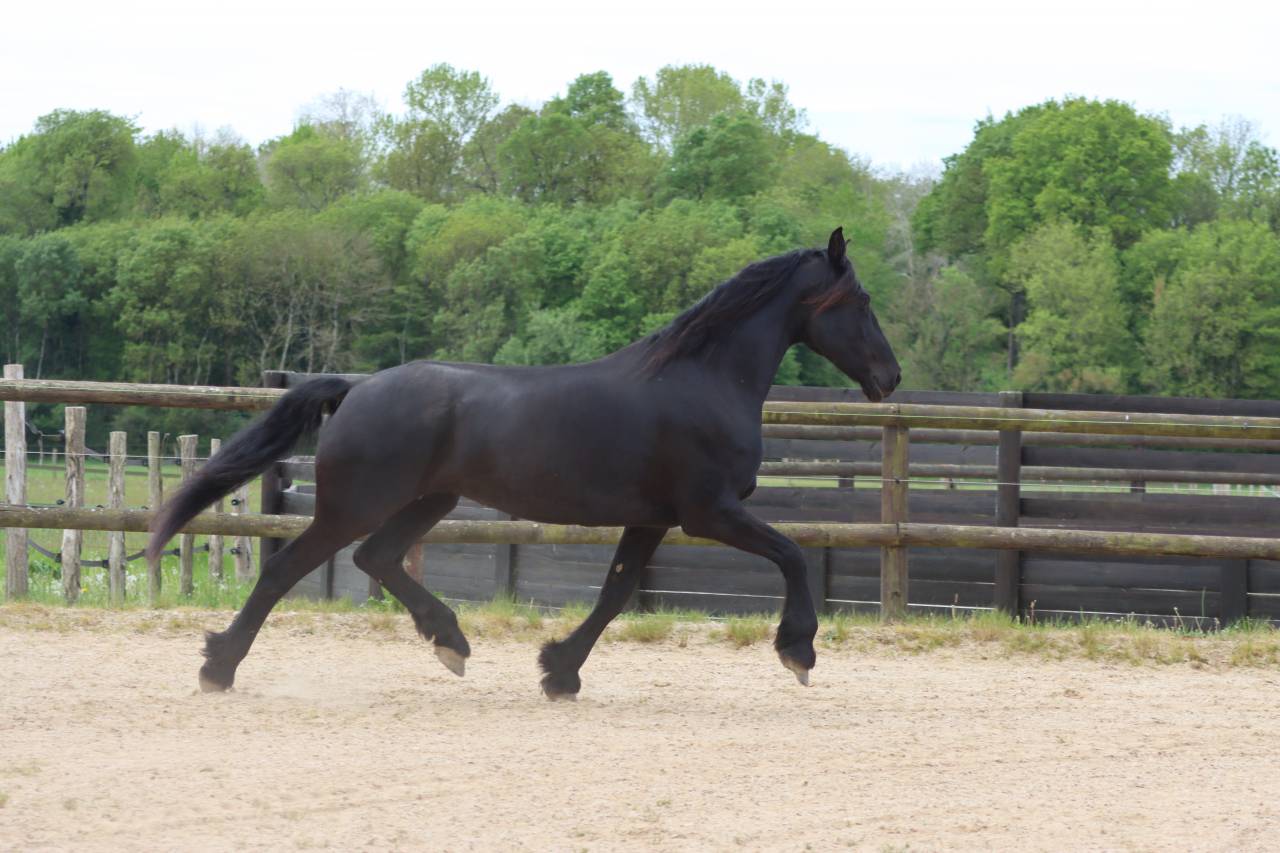 Mare Friesian Arabian For sale 2012 Black