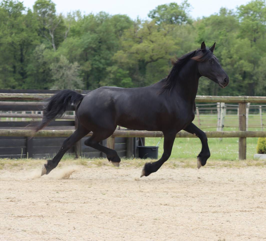 Mare Friesian Arabian For sale 2012 Black