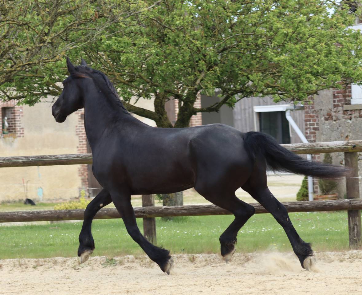 Mare Friesian Arabian For sale 2012 Black