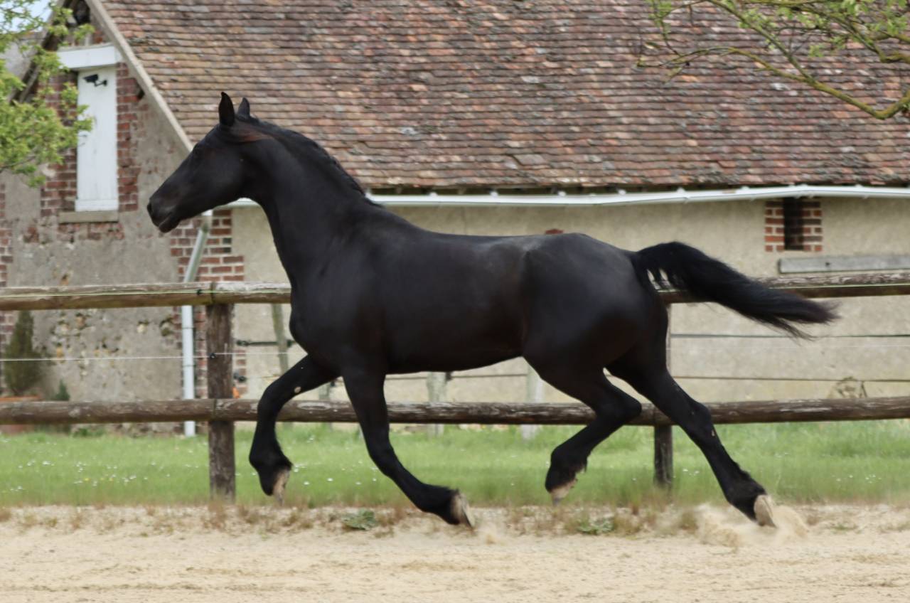 Mare Friesian Arabian For sale 2012 Black