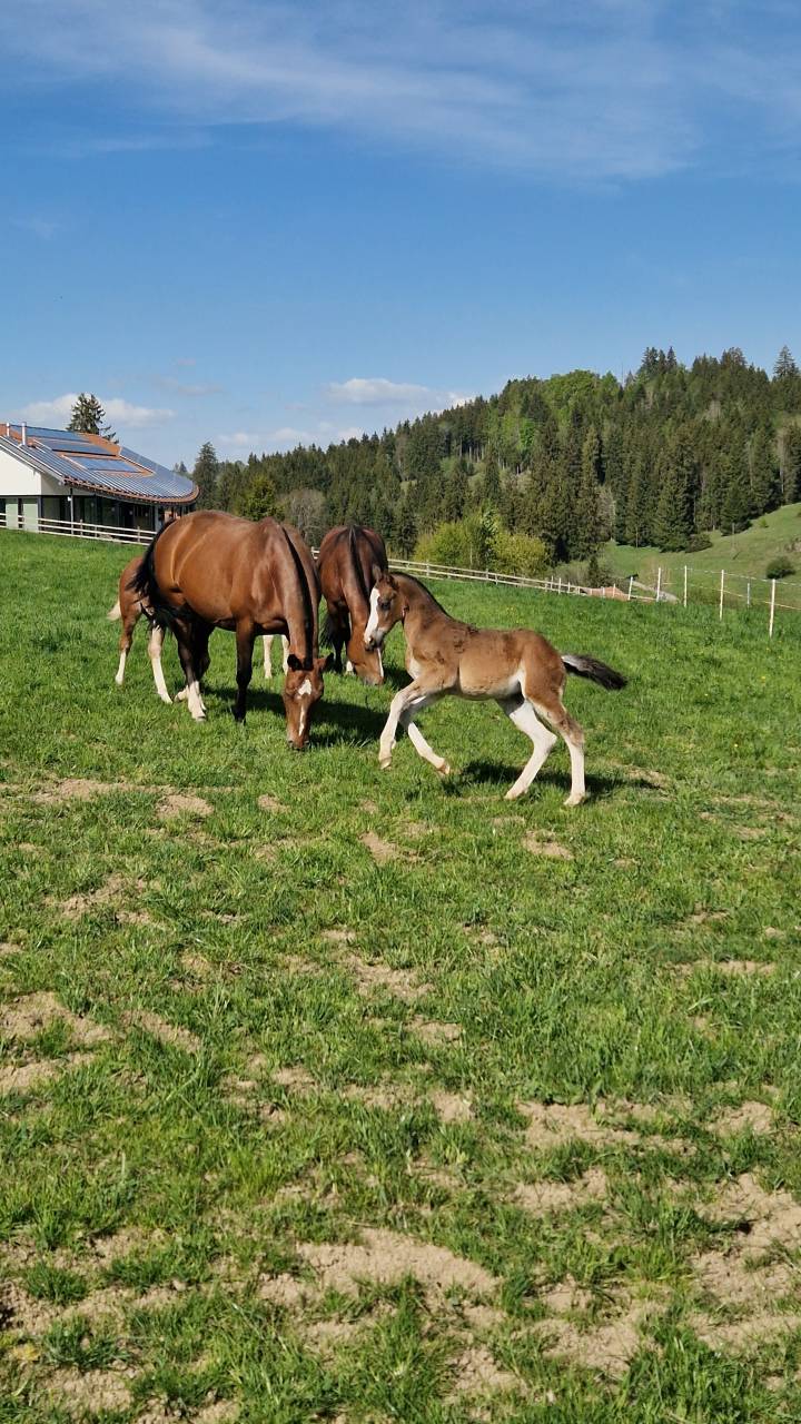 Filly Franche-Montagne For sale 2026 Bay