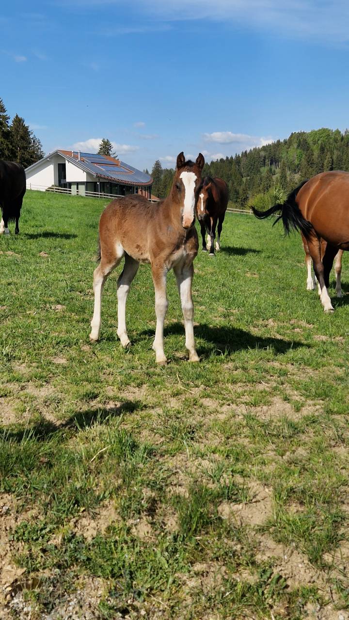 Filly Franche-Montagne For sale 2026 Bay