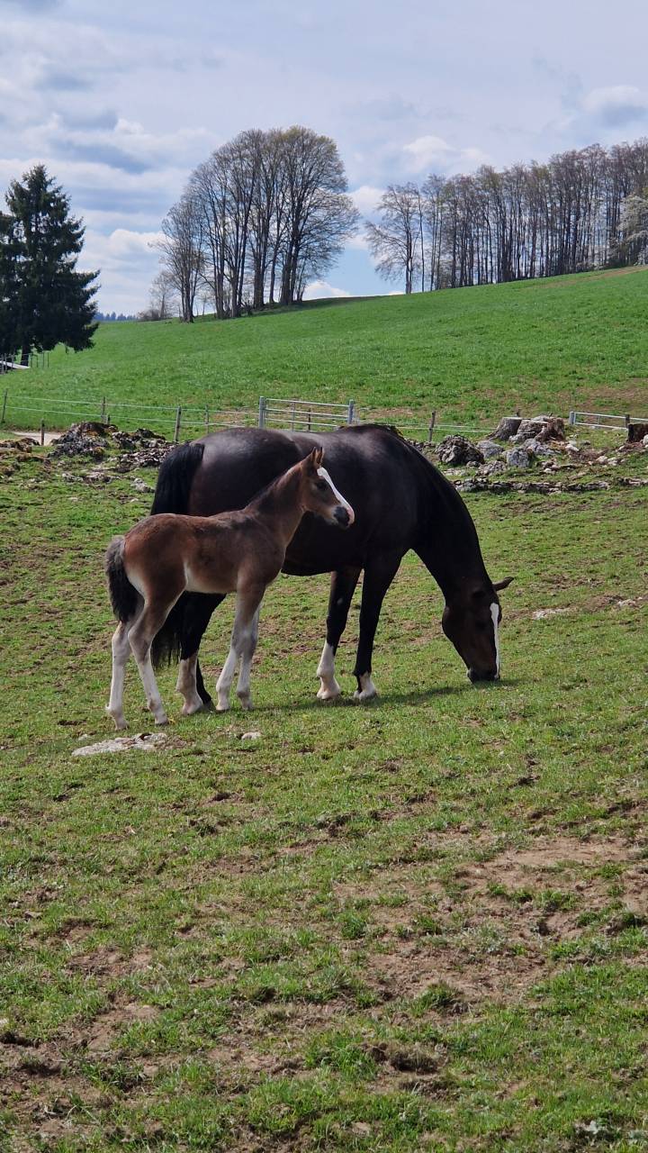 Filly Franche-Montagne For sale 2026 Bay
