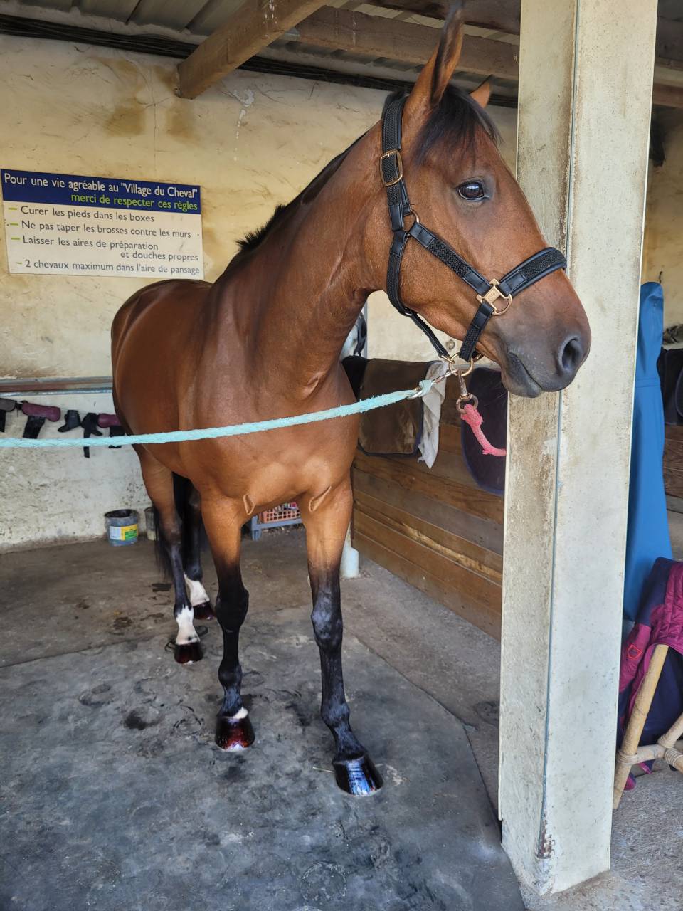 Mare Selle Fran&ccedil;ais For sale 2019 Bay