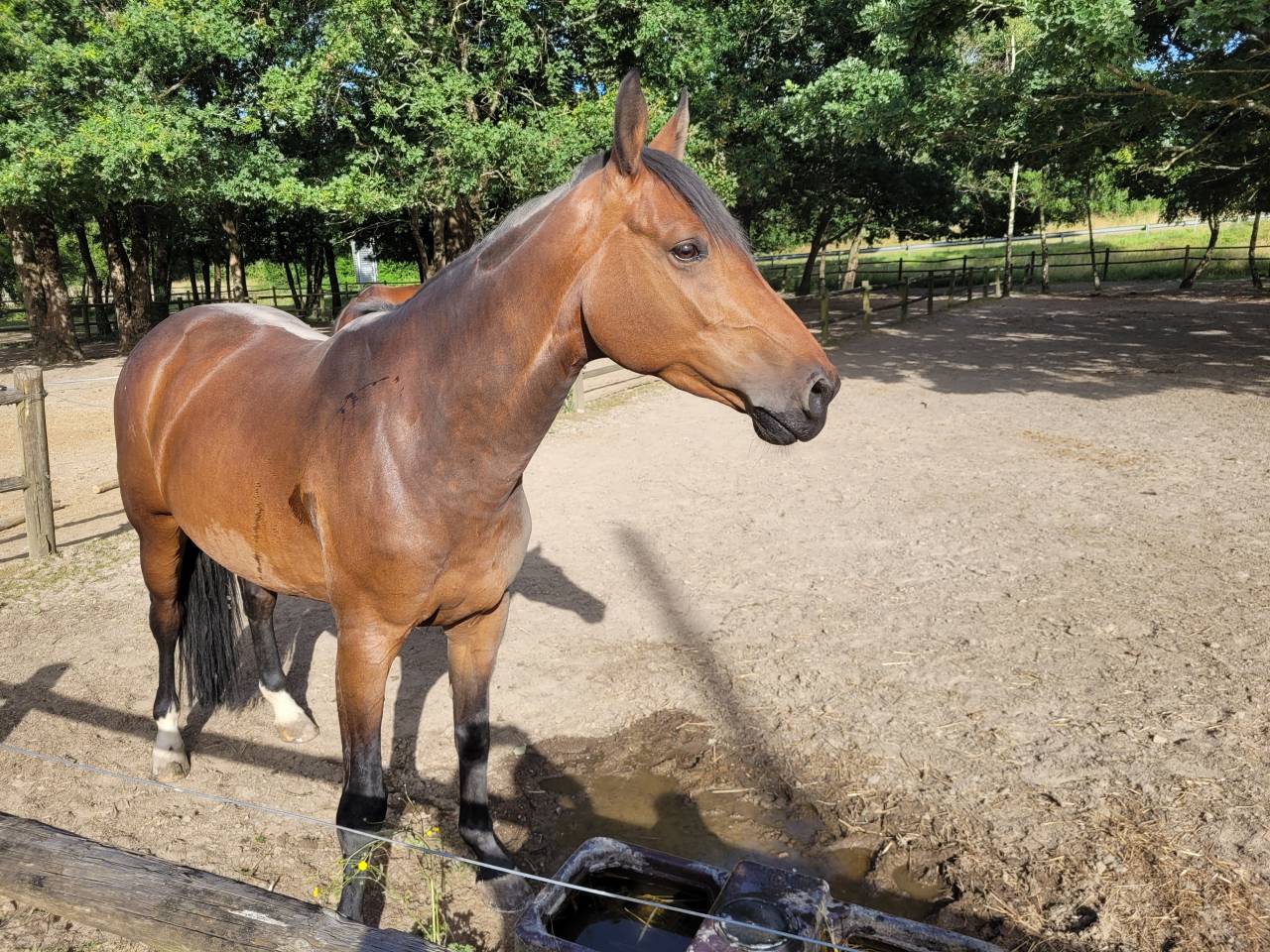 Mare Selle Fran&ccedil;ais For sale 2019 Bay