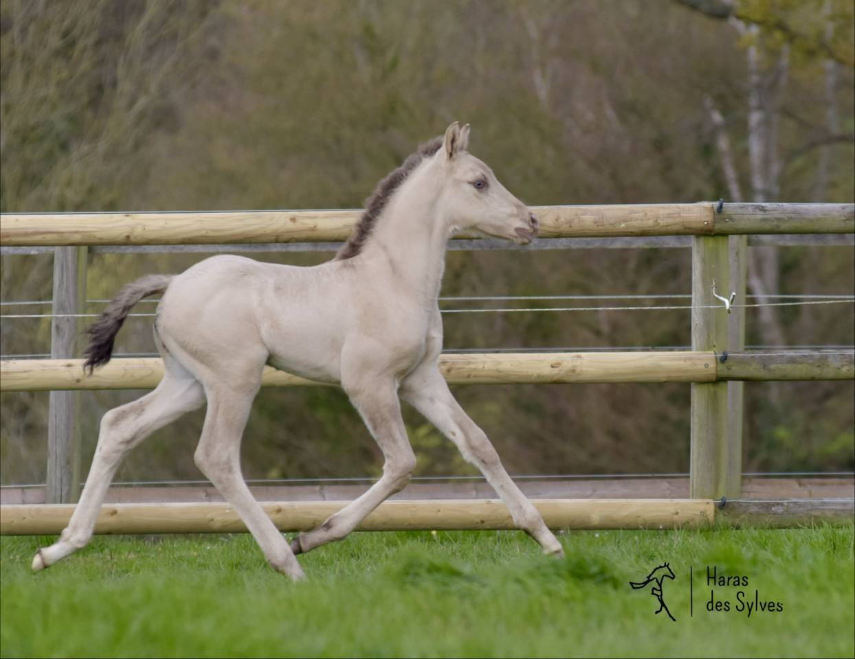 Colt KWPN Dutch Warmblood For sale 2026 Other color