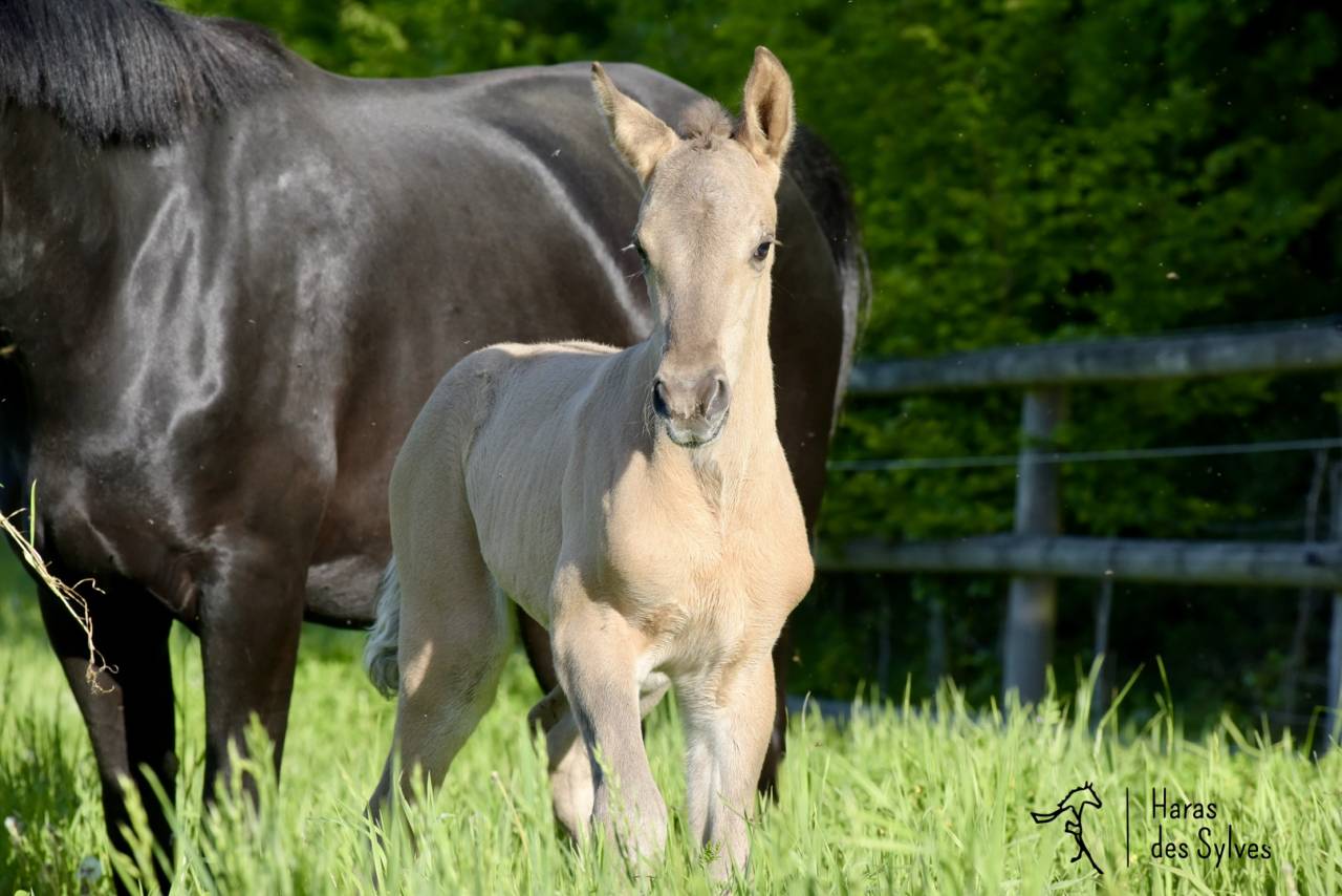 Colt KWPN Dutch Warmblood For sale 2026 Other color