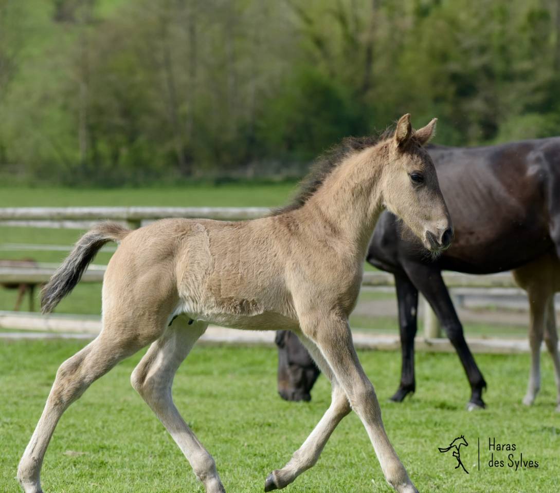 Colt KWPN Dutch Warmblood For sale 2026 Other color