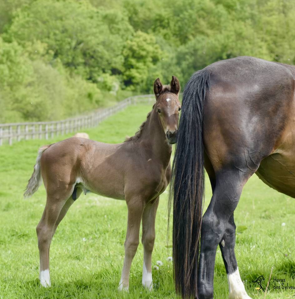 Colt KWPN Dutch Warmblood For sale 2026 Other color
