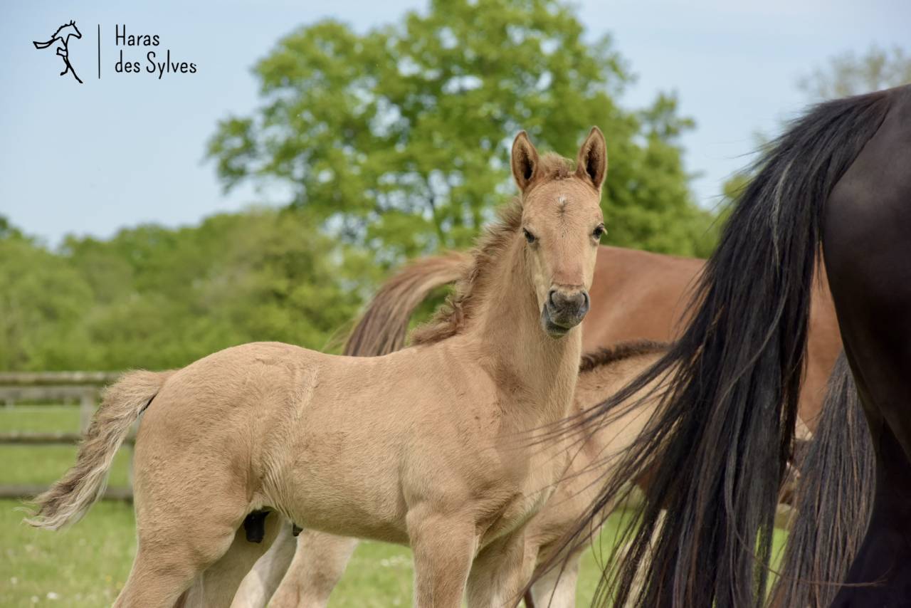 Colt KWPN Dutch Warmblood For sale 2026 Other color