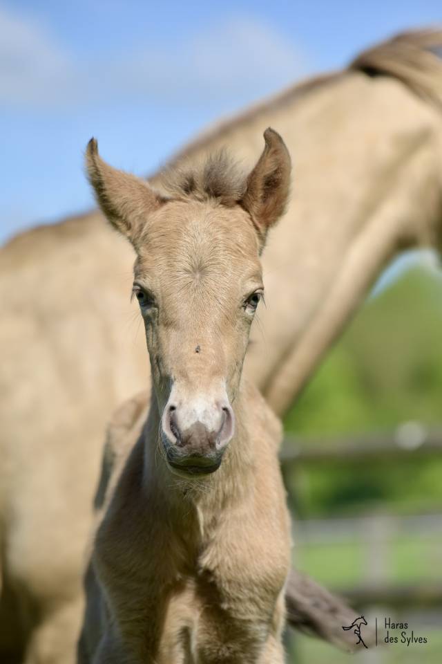 Colt KWPN Dutch Warmblood For sale 2026 Other color