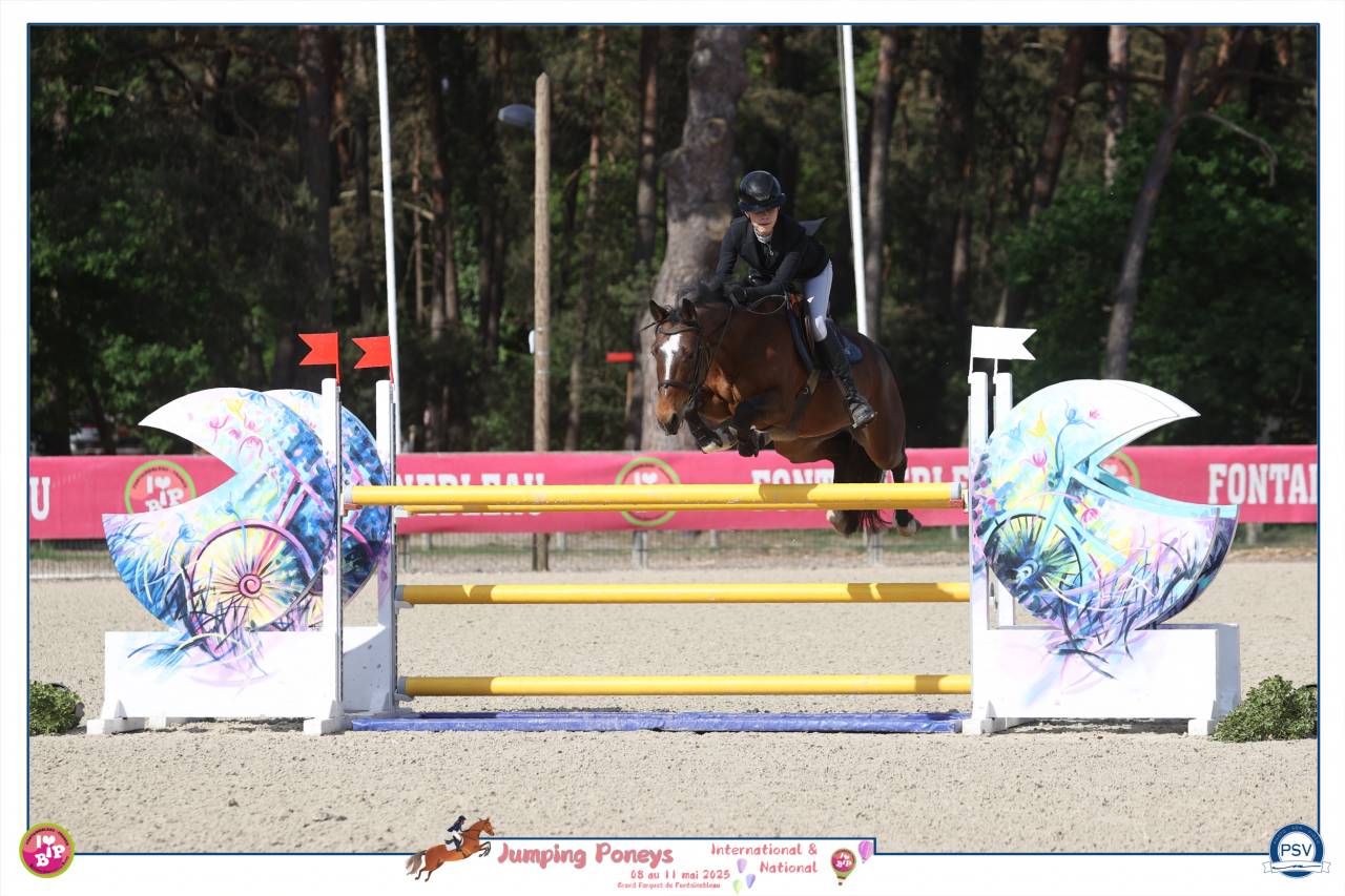 Mare French Saddle Pony For sale 2012 Bay