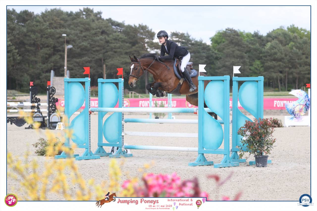 Mare French Saddle Pony For sale 2012 Bay