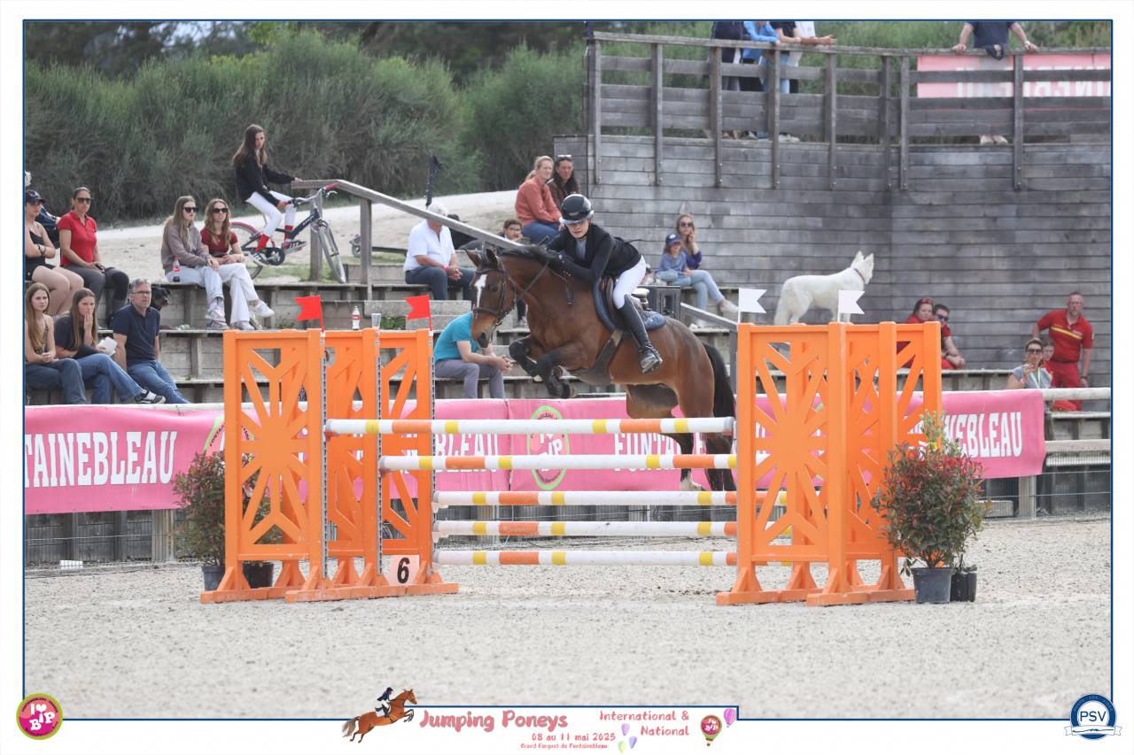 Mare French Saddle Pony For sale 2012 Bay
