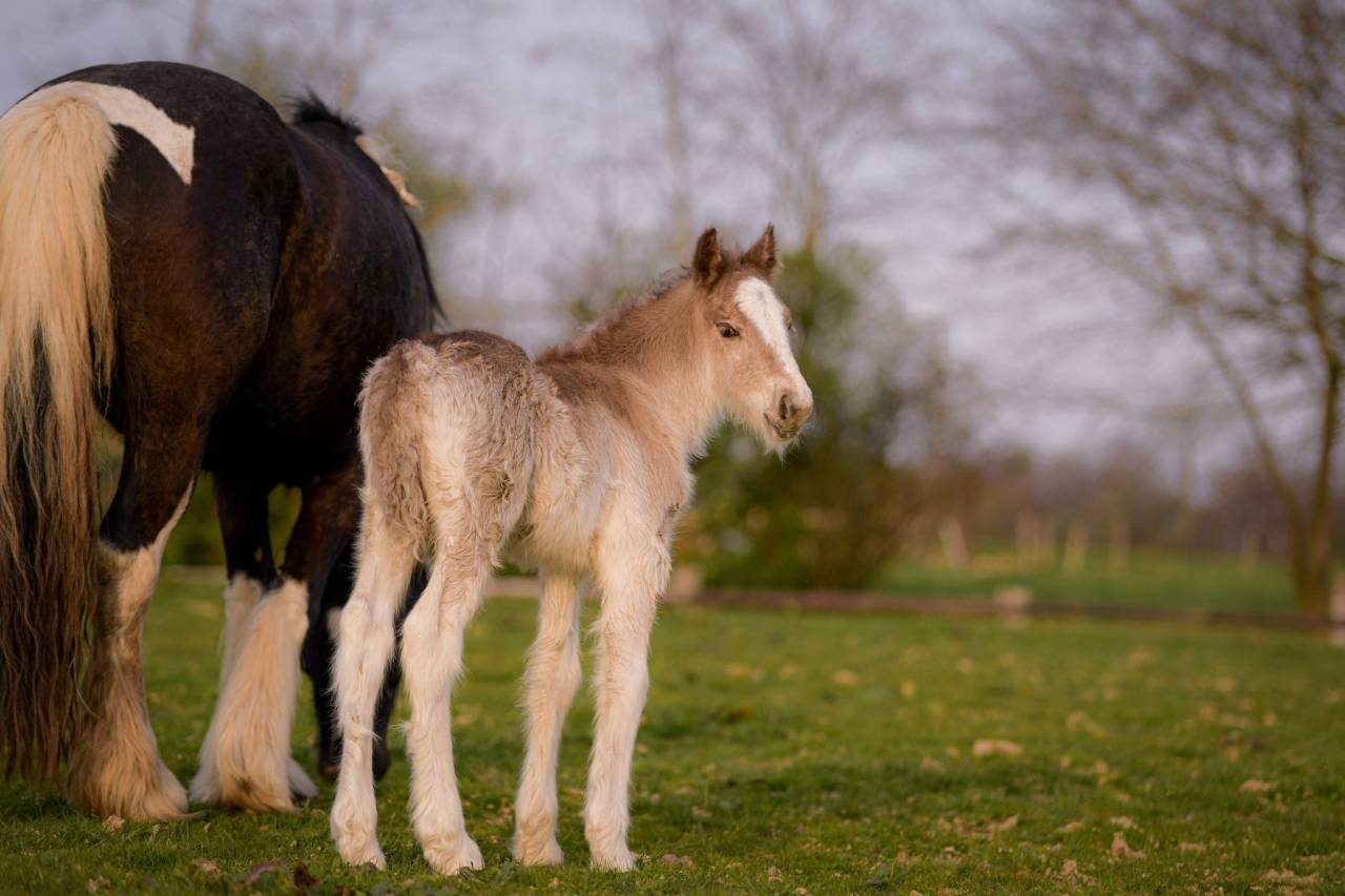 Colt Gypsy Cob For sale 2026 Silver dapple