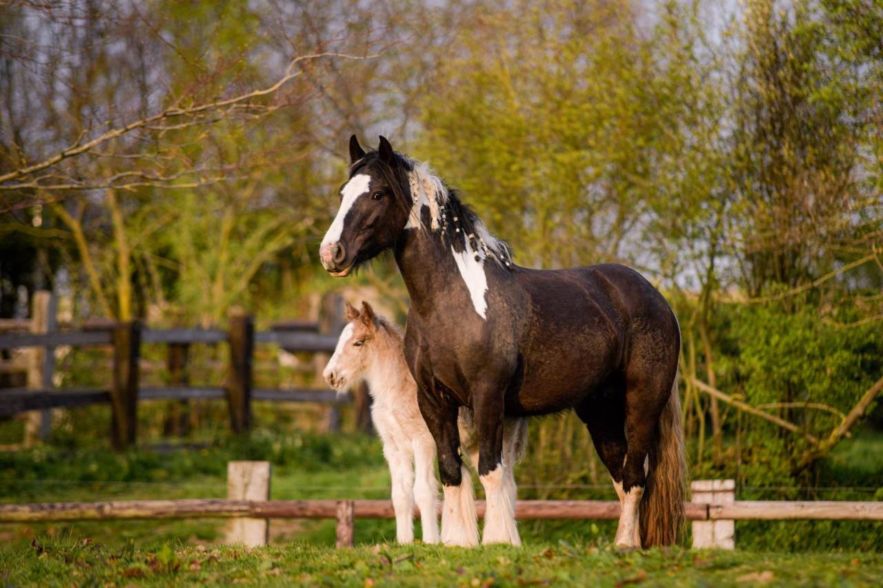 Colt Gypsy Cob For sale 2026 Silver dapple