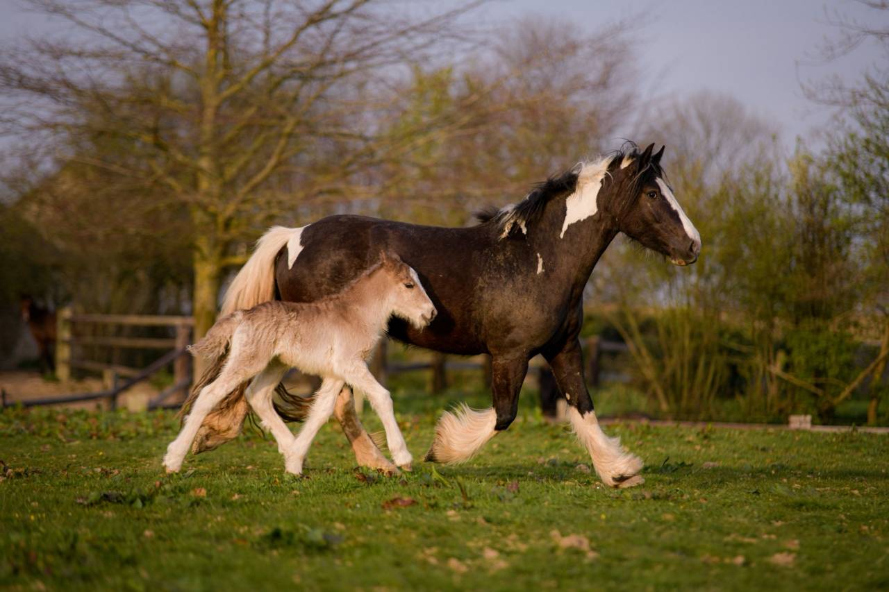 Colt Gypsy Cob For sale 2026 Silver dapple