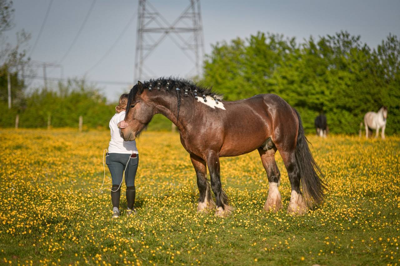 Talisman - Gypsy Cob 2022