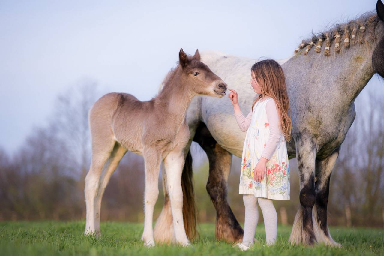 Filly Friesian Arabian For sale 2026 Silver dapple