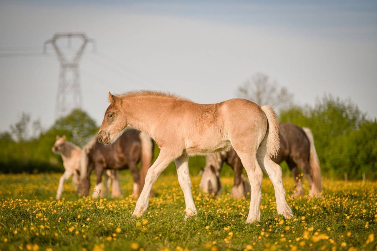 Filly Friesian Arabian For sale 2026 Silver dapple