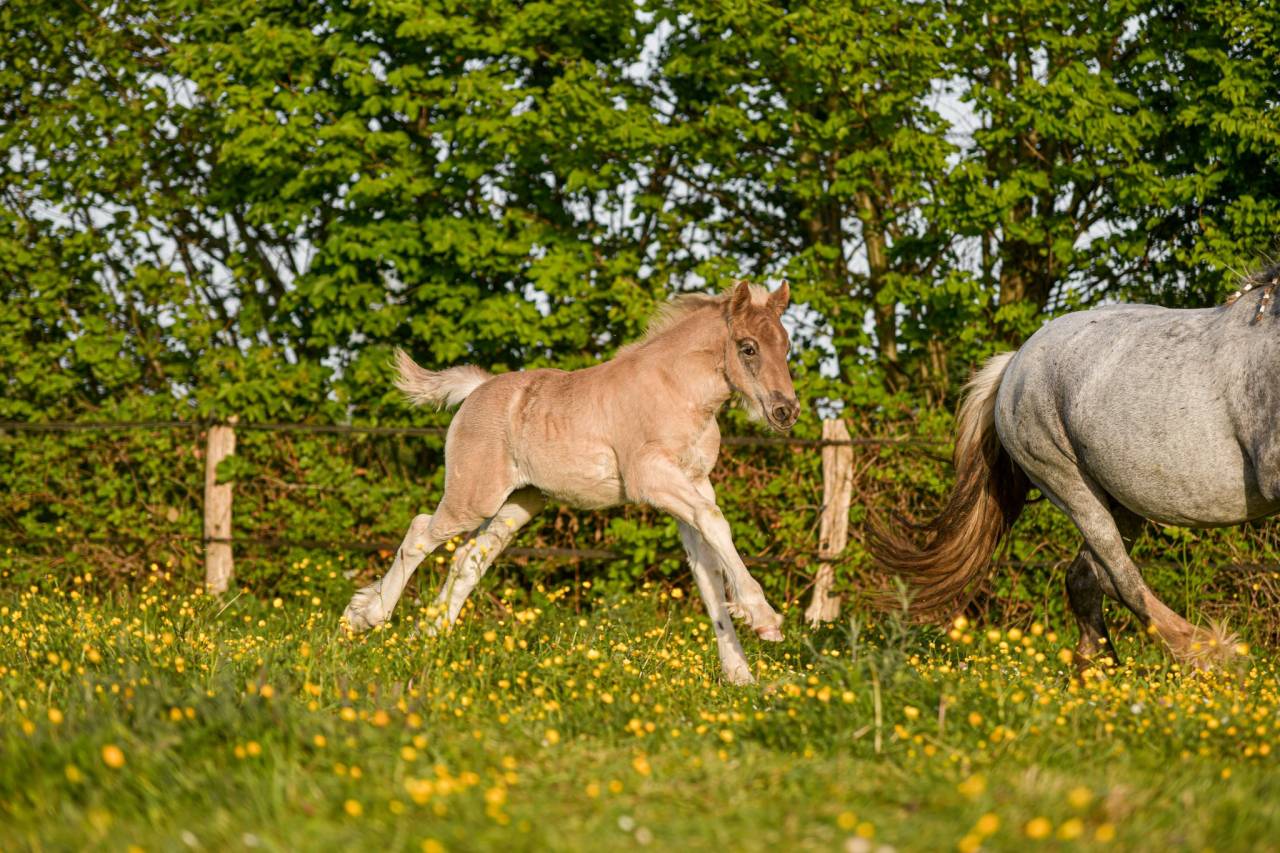 Filly Friesian Arabian For sale 2026 Silver dapple