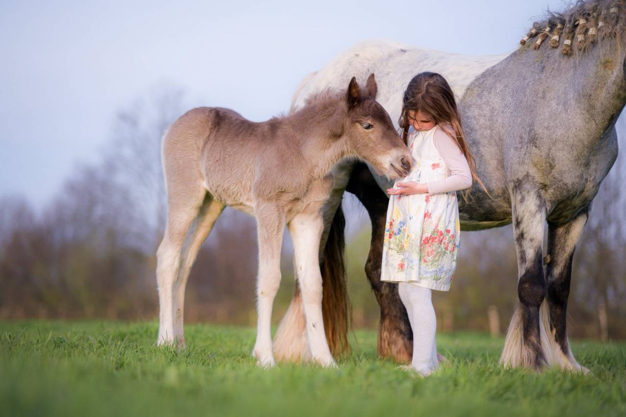 Filly Friesian Arabian For sale 2026 Silver dapple